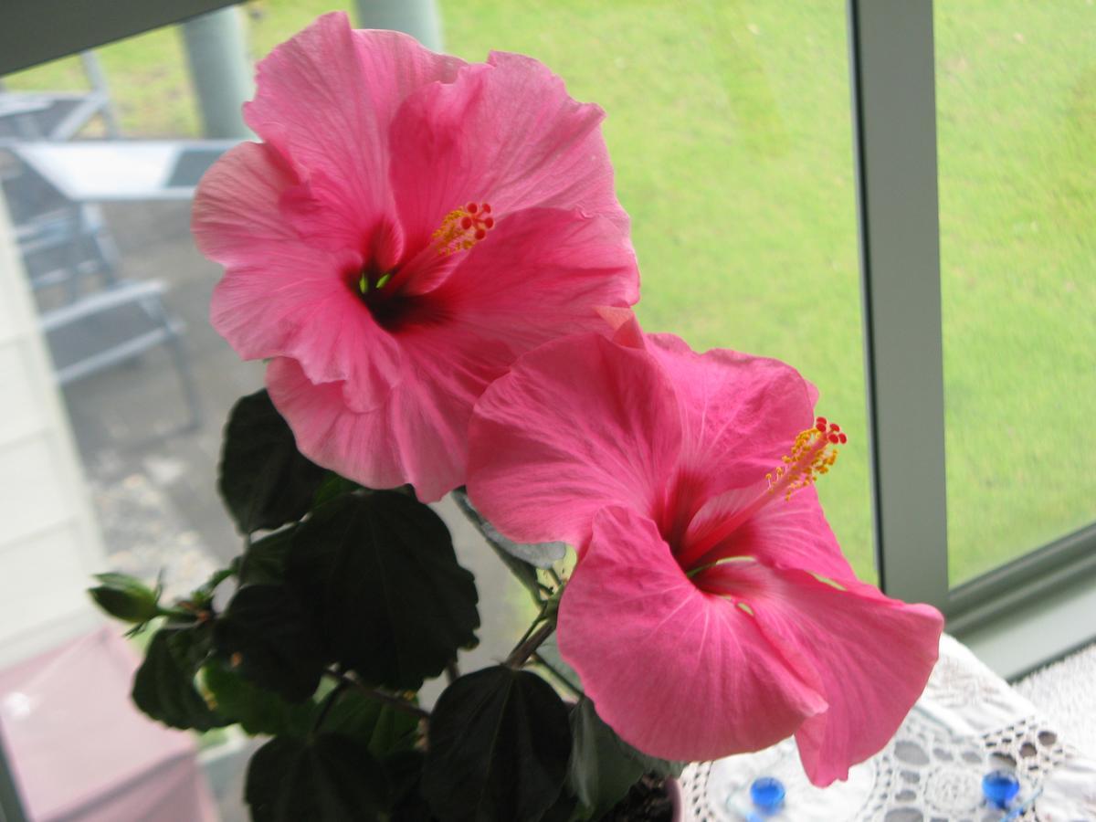 Hibiscus Bed & Breakfast 怀希 外观 照片