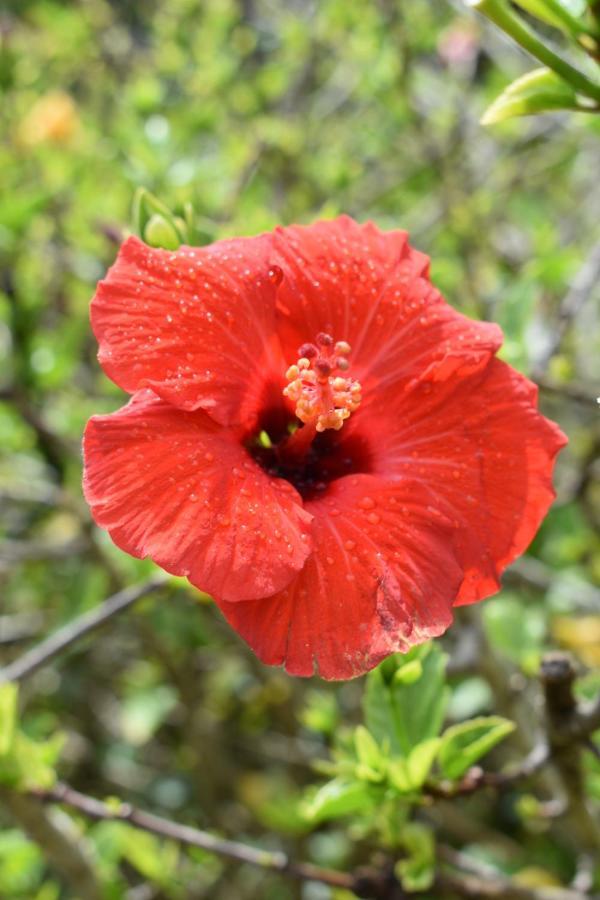 Hibiscus Bed & Breakfast 怀希 外观 照片